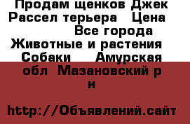 Продам щенков Джек Рассел терьера › Цена ­ 25 000 - Все города Животные и растения » Собаки   . Амурская обл.,Мазановский р-н